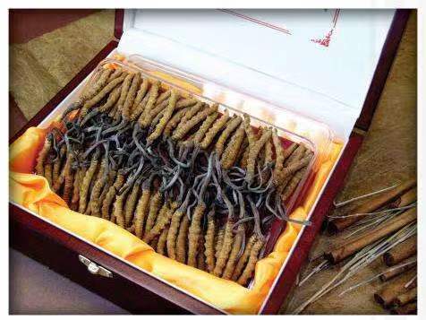 满城冬虫夏草回收